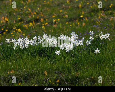 Narcisse de Poet Narcisse groupe Narcisse poeticus dans un pré de fleurs sauvages, font d'Urle, Parc naturel régional du Vercors, France, juin 2019 Banque D'Images