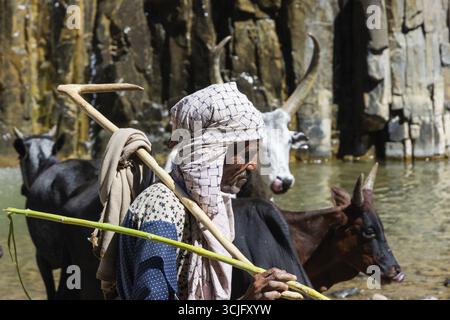 Hamedela, Ethiopie - novembre 2018 : bétail africain de berger et de Longhorn buvant de la rivière, région d'Afar, Ethiopie Banque D'Images