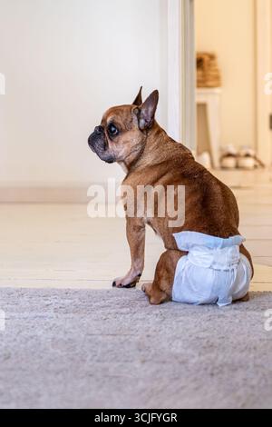 Un bouledogue français dans une couche est assis sur un tapis doux, créant une atmosphère chaleureuse à la maison, soulignant le soin et l'amour pour les animaux de compagnie dans un environnement nourrissant Banque D'Images