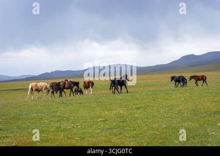 Troupeau de chevaux dans un paysage vert brumeux près du lac Song Kul, Kirghizistan Banque D'Images
