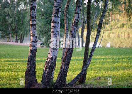 De grands bouleaux se tiennent gracieusement au bord de l'eau calme, leur écorce scintillant dans la douce lumière du soleil, créant une atmosphère paisible dans l'étreinte de la nature. Banque D'Images