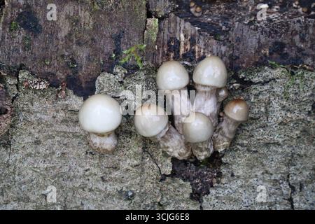 Vieux bonnets en hêtre visqueux en hêtre ancien Banque D'Images