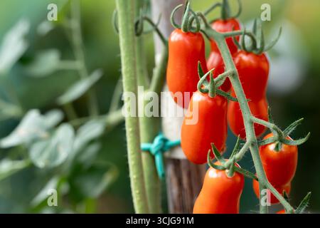 Gros plan d'un bouquet de tomates prunes datterini rouges mûres isolées sur une branche dans un potager à la maison avec fond vert Banque D'Images