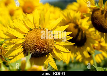 Gros plan d'un beau tournesol jaune dans un vaste champ en été Banque D'Images