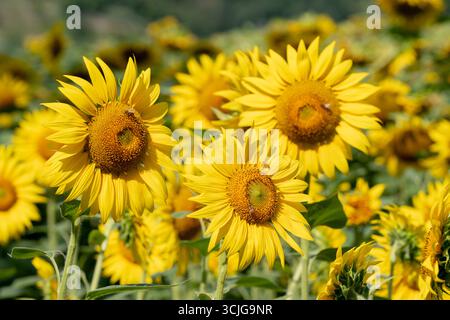 Gros plan d'un beau tournesol jaune dans un vaste champ en été Banque D'Images