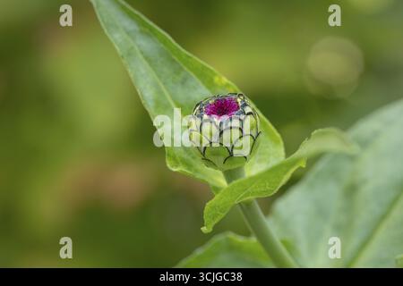 Petit bourgeon de zinnia (Zinnia elegans) avec des feuilles vertes et une pointe rose dans le jardin, Neunkirchen, basse-Autriche, Autriche Banque D'Images
