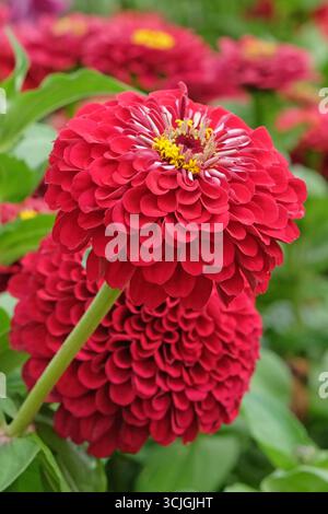 Rouge vif Zinnia elegans, ou zinnia commune « Florist Deep Red » en fleur. Banque D'Images