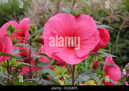 Hibiscus moscheutos rouge géant, Trangri « Planet Griotte », mauve rose en fleur. Banque D'Images
