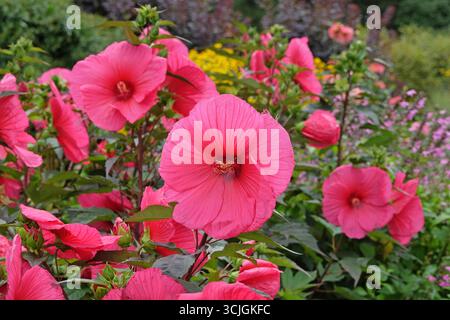 Hibiscus moscheutos rouge géant, Trangri « Planet Griotte », mauve rose en fleur. Banque D'Images