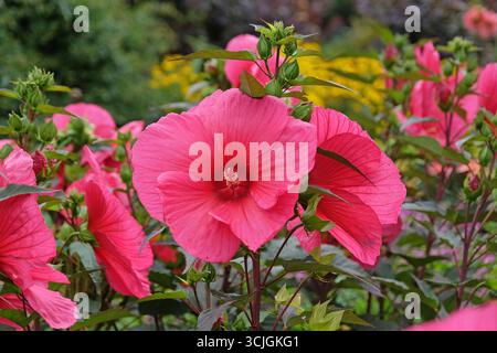 Hibiscus moscheutos rouge géant, Trangri « Planet Griotte », mauve rose en fleur. Banque D'Images