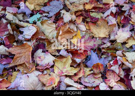 Feuilles automnales colorées colorées à l'automne ; fond, isolé, papier peint, abstrait Banque D'Images