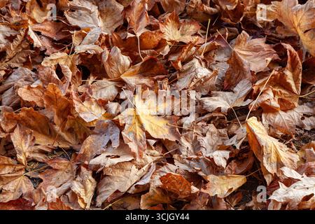 Pile de feuilles automnales brunes à l'automne ; fond, isolé, papier peint Banque D'Images