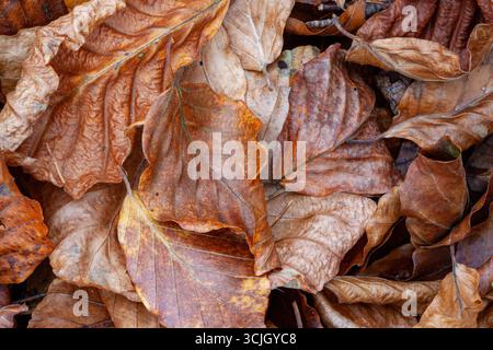 Feuilles brunes dans un tas sur le sol à l'automne, automne, isolé, fond, papier peint Banque D'Images
