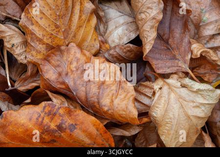 Feuilles brunes dans un tas sur le sol à l'automne, isolé, fond, papier peint Banque D'Images