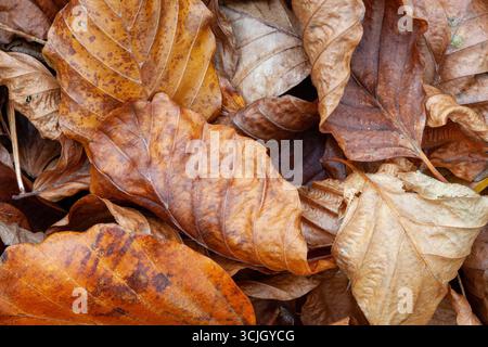 Feuilles brunes dans un tas sur le sol à l'automne, isolé, fond, papier peint Banque D'Images