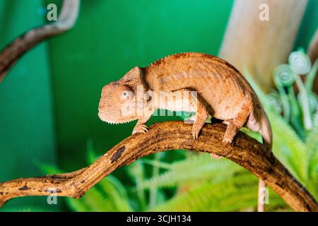 Lézard caméléon brun sur la branche d'arbre Banque D'Images