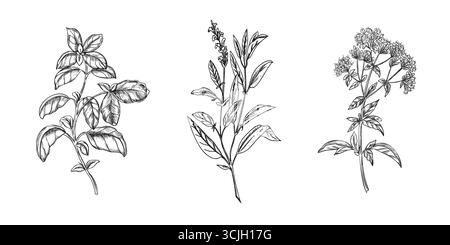 Ensemble d'herbes culinaires. Basilic, sauge, origan. Illustration vectorielle dessinée à la main d'ingrédients épicés isolés sur un fond. Pour étiquette, emballage de produit Illustration de Vecteur