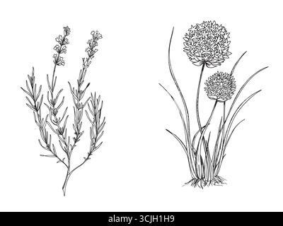 Lavande, ciboulette, plantes d'ail avec des feuilles et des fleurs. Plantes décoratives illustration vectorielle isolée sur fond blanc. Ligne botanique dessinée à la main Illustration de Vecteur