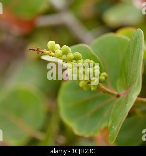 Fruit de Coccoloba uvifera Seagcar, fond floral macro naturel Banque D'Images