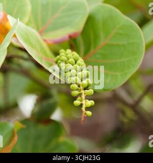 Fruit de Coccoloba uvifera Seagcar, fond floral macro naturel Banque D'Images