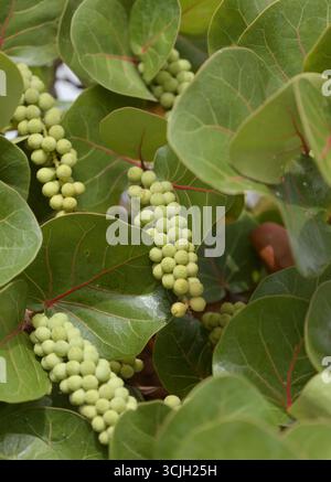 Fruit de Coccoloba uvifera Seagcar, fond floral macro naturel Banque D'Images