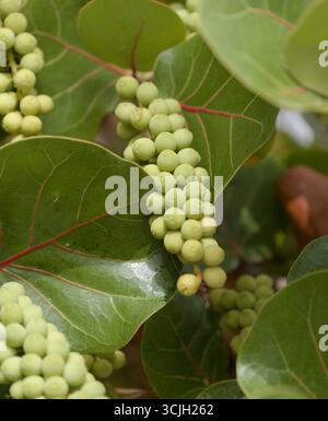 Fruit de Coccoloba uvifera Seagcar, fond floral macro naturel Banque D'Images