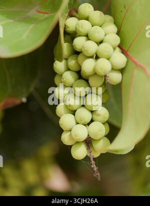 Fruit de Coccoloba uvifera Seagcar, fond floral macro naturel Banque D'Images