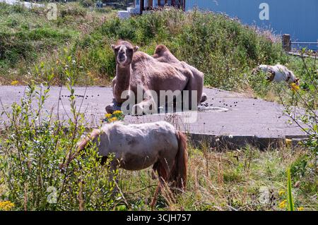 Un chameau est couché sur une dalle de ciment à côté de deux poneys. Le chameau regarde la caméra Banque D'Images