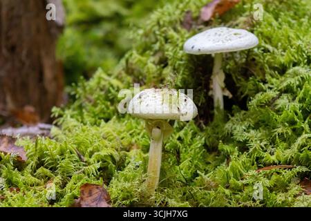 Deux Toadstools pâles poussant dans Thick Moss Banque D'Images