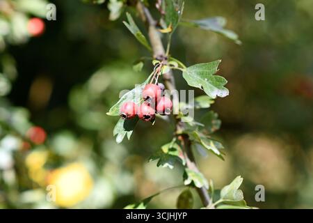 Baies d'aubépine rouge sur une branche avec des feuilles vertes. Banque D'Images