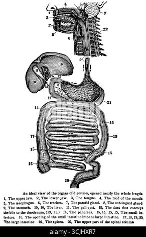 Anatomie,vue des organes digestifs, ouvert presque à toute la longueur, illustration historique 1858 Banque D'Images