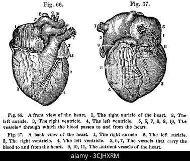 Anatomie des organes circulatoires, vue de face et de dos du coeur, illustration historique 1858 Banque D'Images