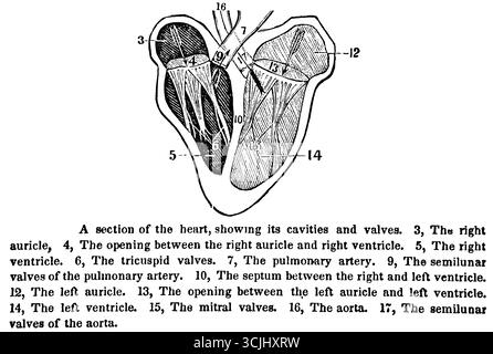 Anatomie des organes circlatoires, section du coeur montrant ses cavités et ses valves, illustration historique 1858 Banque D'Images