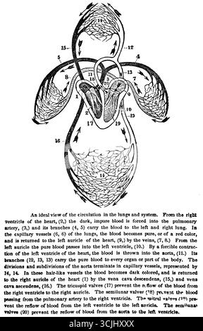 Anatomie, organes circulatoires, vue de la circulation dans les poumons et le système, illustration historique 1858 Banque D'Images