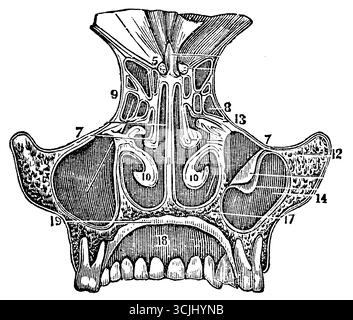 Anatomie des organes de l'odorat, coupe verticale de la partie médiane des fosses nasales, illustration historique 1858 Banque D'Images