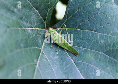 Une belle sauterelle verte repose sur une grande feuille verte. Insecte affiche de longues antennes et des jambes minces, se mélangeant parfaitement avec son environnement naturel Banque D'Images