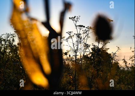 Chardon doré épineux ou chardons globe avec des épines, une mauvaise herbe dans la prairie naturelle, également connue sous le nom de plante d'échinops, avec un ciel bleu tôt le matin. Banque D'Images