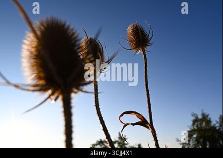 Chardon doré épineux ou chardons globe avec des épines, une mauvaise herbe dans la prairie naturelle, également connue sous le nom de plante d'échinops, avec un ciel bleu tôt le matin. Banque D'Images
