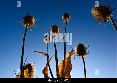 Chardon doré épineux ou chardons globe avec des épines, une mauvaise herbe dans la prairie naturelle, également connue sous le nom de plante d'échinops, avec un ciel bleu tôt le matin. Banque D'Images