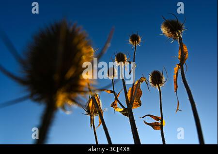 Chardon doré épineux ou chardons globe avec des épines, une mauvaise herbe dans la prairie naturelle, également connue sous le nom de plante d'échinops, avec un ciel bleu tôt le matin. Banque D'Images