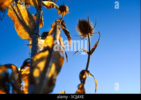 Chardon doré épineux ou chardons globe avec des épines, une mauvaise herbe dans la prairie naturelle, également connue sous le nom de plante d'échinops, avec un ciel bleu tôt le matin. Banque D'Images