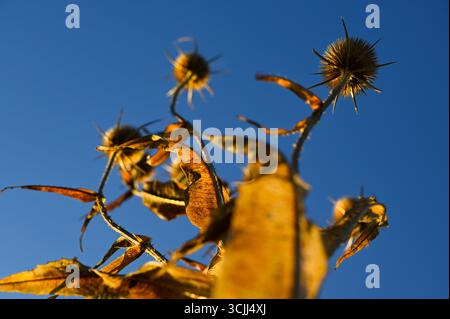 Chardon doré épineux ou chardons globe avec des épines, une mauvaise herbe dans la prairie naturelle, également connue sous le nom de plante d'échinops, avec un ciel bleu tôt le matin. Banque D'Images