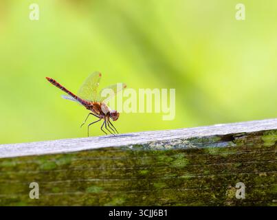 Libellule 'Red veinée darter' ou 'Nomad' 'Sympetrum fonscolombii' sur bois, isolée sur fond vert. Les ailes de l'insecte s'étendirent ouvertes. Irlande Banque D'Images