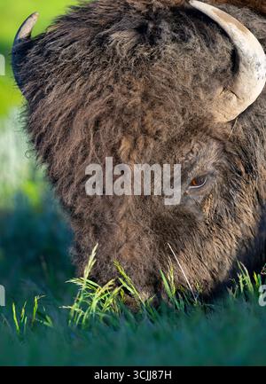 Bull Buffalo (bison bison). Juin dans le parc national de Yellowstone, Wyoming. Banque D'Images