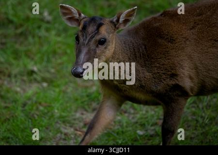 Muntjac de Reeves (Muntiacus reevesi), également connu sous le nom de Muntjac chinois. Banque D'Images