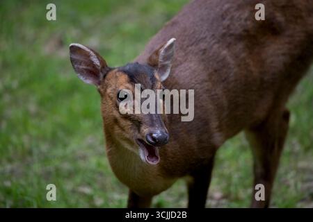 Muntjac de Reeves (Muntiacus reevesi), également connu sous le nom de Muntjac chinois. Banque D'Images