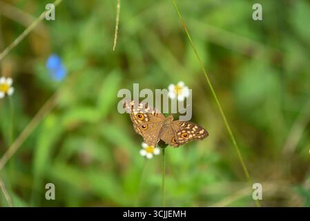 Gurugram, Inde. 07 septembre 2025. GURUGRAM, INDE - 7 SEPTEMBRE : Lemon Pansy (Junonia lemonias) papillon repéré dans le parc de biodiversité d'Aravali à l'occasion du mois des papillons sur MG Road près de la station de métro Guru Dronacharya, le 7 septembre 2025 à Gurugram, Inde. (Photo de Parveen Kumar/Hindustan Times/Sipa USA ) crédit : Sipa USA/Alamy Live News Banque D'Images