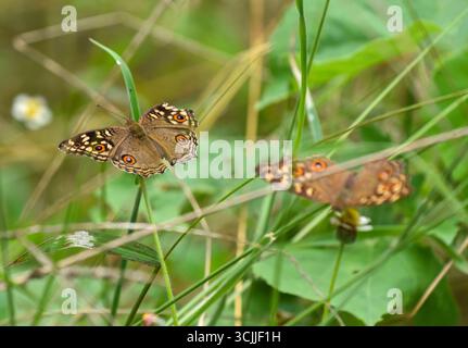 Gurugram, Inde. 07 septembre 2025. GURUGRAM, INDE - 7 SEPTEMBRE : Lemon Pansy (Junonia lemonias) papillon repéré dans le parc de biodiversité d'Aravali à l'occasion du mois des papillons sur MG Road près de la station de métro Guru Dronacharya, le 7 septembre 2025 à Gurugram, Inde. (Photo de Parveen Kumar/Hindustan Times/Sipa USA ) crédit : Sipa USA/Alamy Live News Banque D'Images