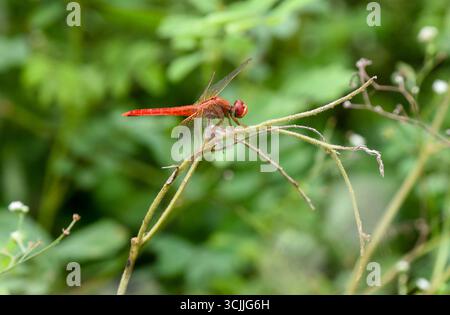 Gurugram, Inde. 07 septembre 2025. GURUGRAM, INDE - 7 SEPTEMBRE : papillon Scarlet Skimmer (Crocothemis servilia) repéré dans le parc de biodiversité d'Aravali à l'occasion du mois des papillons sur MG Road près de la station de métro Guru Dronacharya, le 7 septembre 2025 à Gurugram, Inde. (Photo de Parveen Kumar/Hindustan Times/Sipa USA ) crédit : Sipa USA/Alamy Live News Banque D'Images