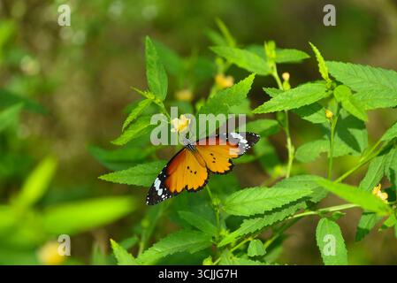 Gurugram, Inde. 07 septembre 2025. GURUGRAM, INDE - 7 SEPTEMBRE : papillon du Tigre plaine (Danaus chrysippus) repéré dans le parc de biodiversité d'Aravali à l'occasion du mois des papillons sur MG Road près de la station de métro Guru Dronacharya, le 7 septembre 2025 à Gurugram, Inde. (Photo de Parveen Kumar/Hindustan Times/Sipa USA ) crédit : Sipa USA/Alamy Live News Banque D'Images